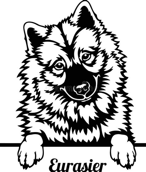 eurasier peeking dog head isolated  white stock vector illustration  paws peekaboo