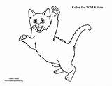 Coloring Wild Kitten Leaping Exploringnature sketch template