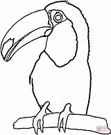 Toucan Coloring Toco Drawing Printable Tucan Craft Outline 62kb 910px Getdrawings Clipartmag Clipart Printablee sketch template