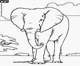 Elephants Savanna Sauvage Oncoloring sketch template