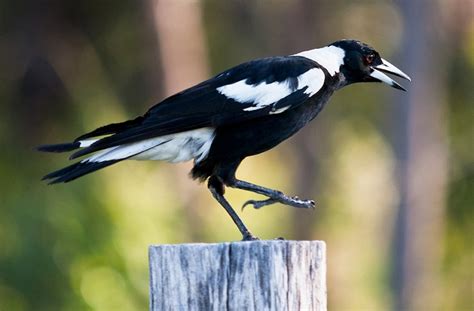 australian magpie facts habitat diet life cycle baby pictures