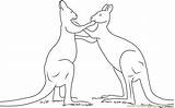 Kangaroo Fighting Coloring Play Pages Coloringpages101 Kangaroos Animals sketch template