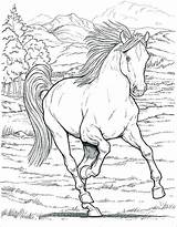 Coloring Pages Stallion Getdrawings sketch template