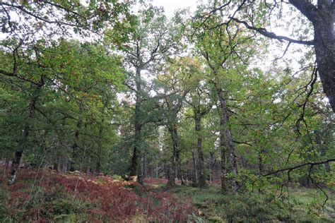 killiechonate woodland walk walking  lochaber ardnamurchan   west highlands