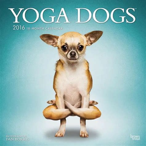 yoga dogs   funniest calendars