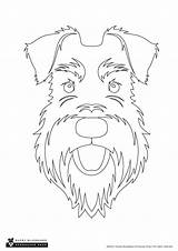 Colouring Schnauzer Outline sketch template