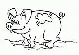 Pigs Color Coloring Kids Pages Popular sketch template