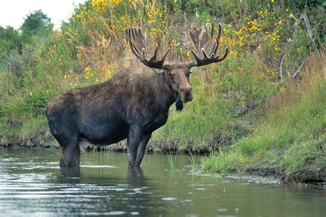 people  maine   set world record  moose call