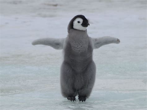 jeder kann fuer oxford pinguin kueken zaehlen webmix derstandardat web