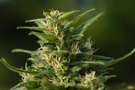 white widow seeds strain review grow marijuanacom