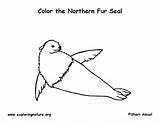 Fur Seal Northern Coloring Sponsors Wonderful Support Please sketch template