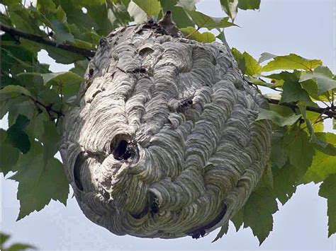bee nest identification