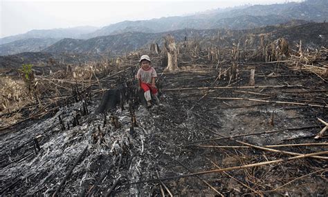 deforestation  compatible   reduction  poverty guardian sustainable business