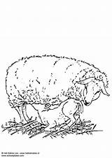 Coloring Ewe Lamb sketch template