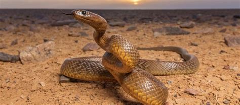 beware  deadly inland taipan critter science