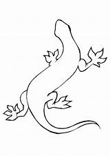 Lagarto Colorir Gecko Eidechse Ausmalbild Desenhar sketch template