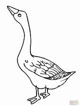 Goose Coloring Pages Geese Embroidery Color Printable Clipart Baby Web Kids Popular Choose Board Sheets Coloringhome 38kb 1600px 1200 sketch template