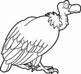 Vulture Turkey Coloring Printable Getcolorings sketch template