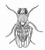 Fly Fruit Drawing Drosophila Biology Structure Eyes Insect Drawings Insects Biological Resources Big Compound Getdrawings sketch template
