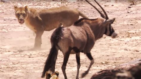 young lions attack oryx bbc earth youtube