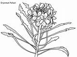 Coloring Arctic Tundra Plants Pages Erysimum Plant Template sketch template