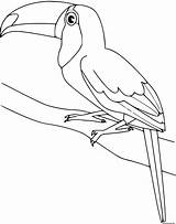 Coloriage Oiseau Toucan Dessin Imprimer sketch template
