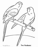Parakeet Domesticos Papagei Ausmalbild Periquito Papagaio Domésticos Coloringhome sketch template