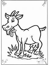 Goat Cabra Geit Animais Ziege Ausmalbilder Capra Cabras Malvorlagen Colorare Dieren Pequena Nukleuren Comendo Bode Kindern Gemalt Pintar Fargelegg Coloring2print sketch template