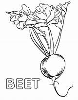 Beet Coloring sketch template
