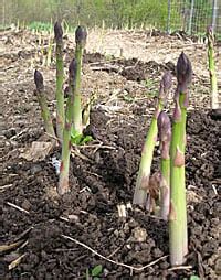 grow asparagus planting asparagus gardeners supply