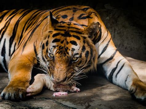 tiger eating meat   zoo stock image image  flesh