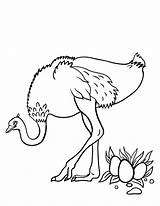 Ostrich Coloring Pages Color Kids Printable Coloringcafe Print Coloring2print sketch template