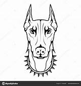 Dobermann Doberman Pitbull Kolorowanki Getdrawings Artykuł Skizzen Tätowierung Hunde sketch template