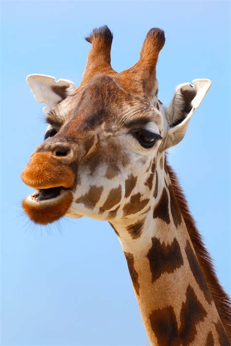 giraffe portrait  stock photo public domain pictures
