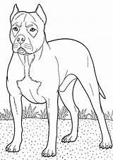 Boxer Coloring Dog Pages Color Backyard Kids Sheets Guarding Tocolor Boxers Dogs sketch template