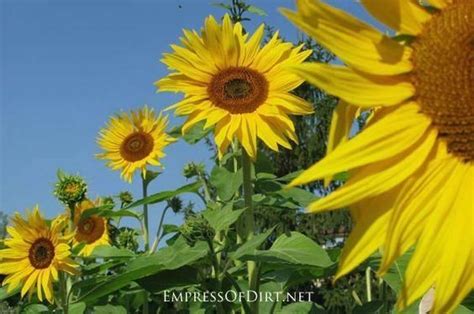 grow sunflowers    avoid empress  dirt modern