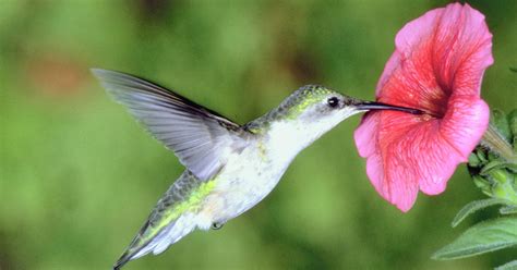 garden humming  hummingbirds