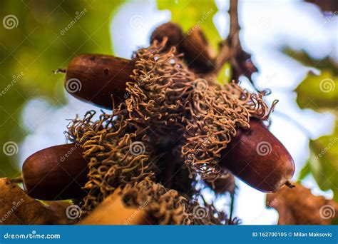 oak nut   branch  autumn stock image image  macro organic