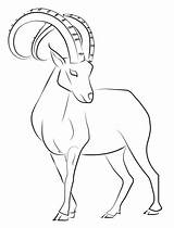 Goat Ibex Drawing Line Drawings Deviantart Tattoo Dibujos Lines Draw Animal Con Animals Dibujo Cabra Sketches Celtic Pages Cabras Getdrawings sketch template