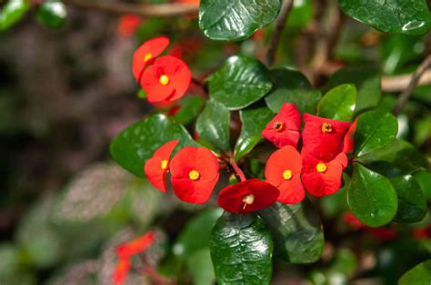 crown  thorns euphorbia milii care grow guide