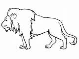 Lion Male Coloring Pages Template Printable Kids sketch template