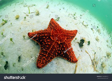 red starfish   natural habitat  tropical ocean stock photo