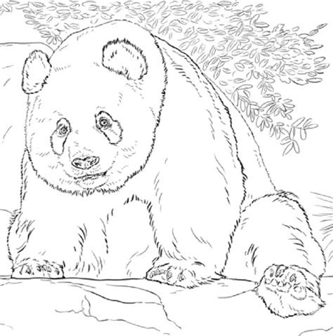 realistic panda coloring pages panda coloring pages animal coloring