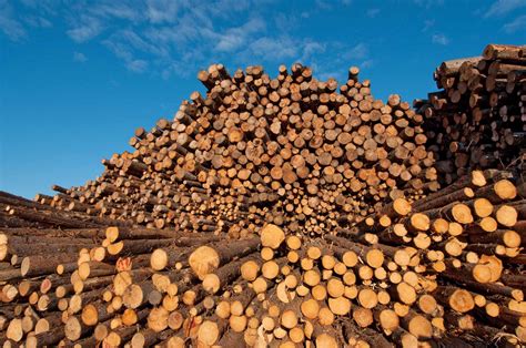 lumber  wood industries  canadian encyclopedia