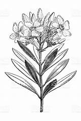 Oleander Nerium Illustration Vector Choose Board sketch template