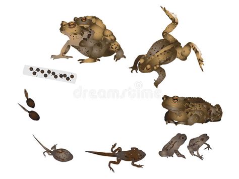 Life Cycle Of Common Toad Stock Illustration Illustration