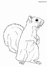 Squirrel Eichhörnchen Waldtiere Squirrels Printable sketch template