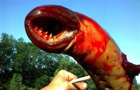 Sea Lamprey Monster Or Whatever Allegedly Pulled From New