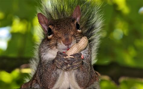 squirrel eating wallpaper