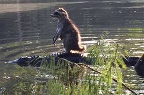 Racoon Hitches A Ride On Back Of Alligator In Florida River Daily Star